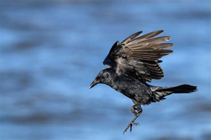 Do crows fly in snow? – Celebrity