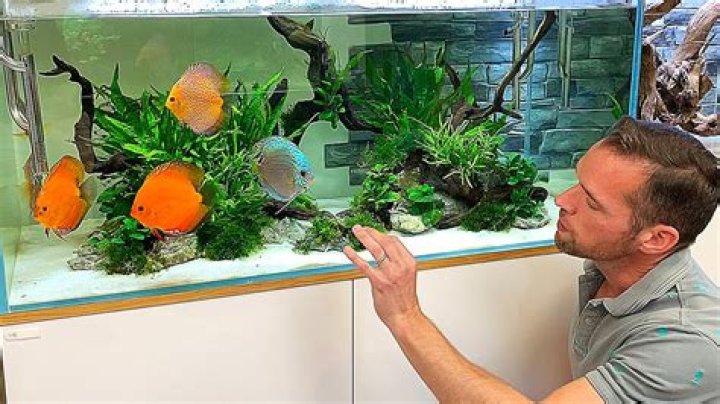 MD Fish Tanks Net Worth & Earnings (2024)