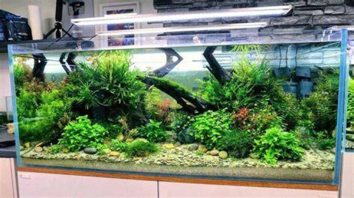What could MD Fish Tanks buy with $513.27 thousand?