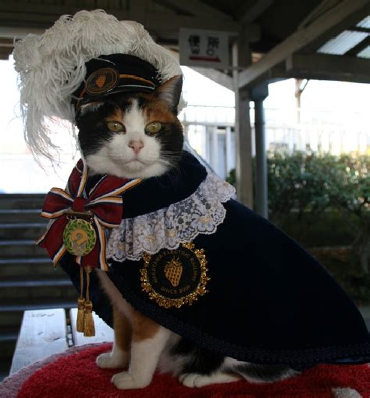Why is Tama a cat name? – Celebrity
